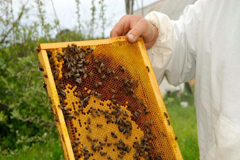 Европейские учёные создали новую разработку для сохранения пчёл